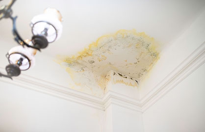 Tenant Mold Claims
