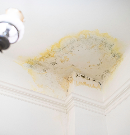 Tenant Mold Claims